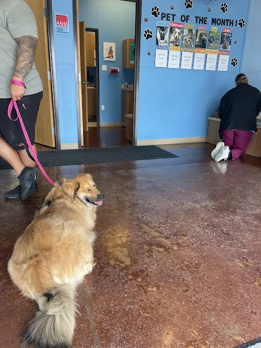 Mira Lagos Animal Clinic Picture 3