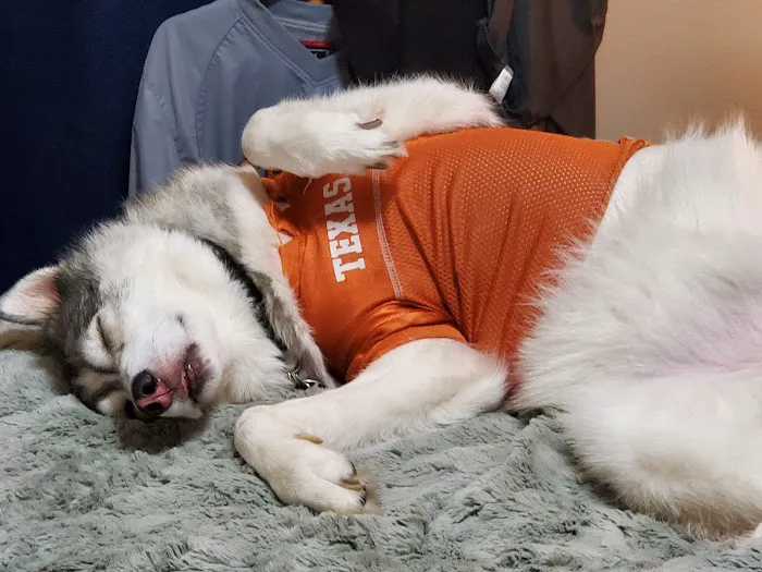 North Dallas Veterinary Hospital Picture 8