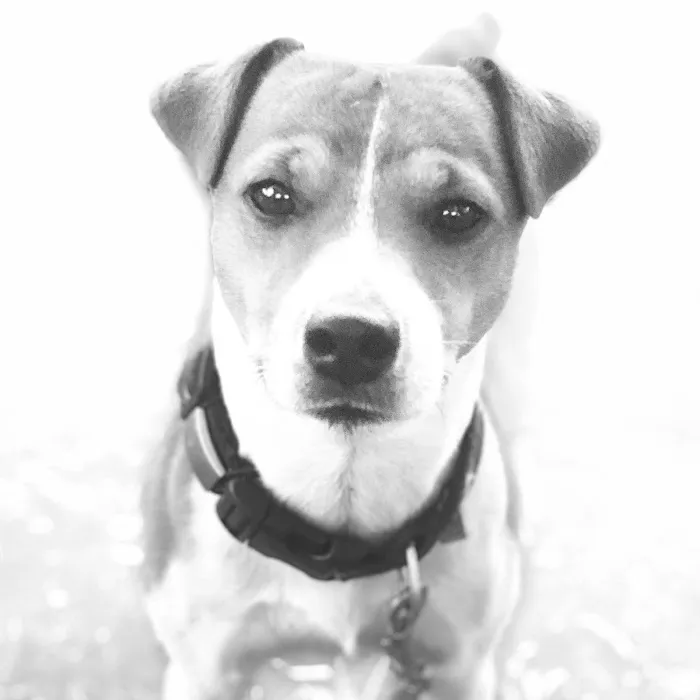Revitalizing Pet Care Picture 7