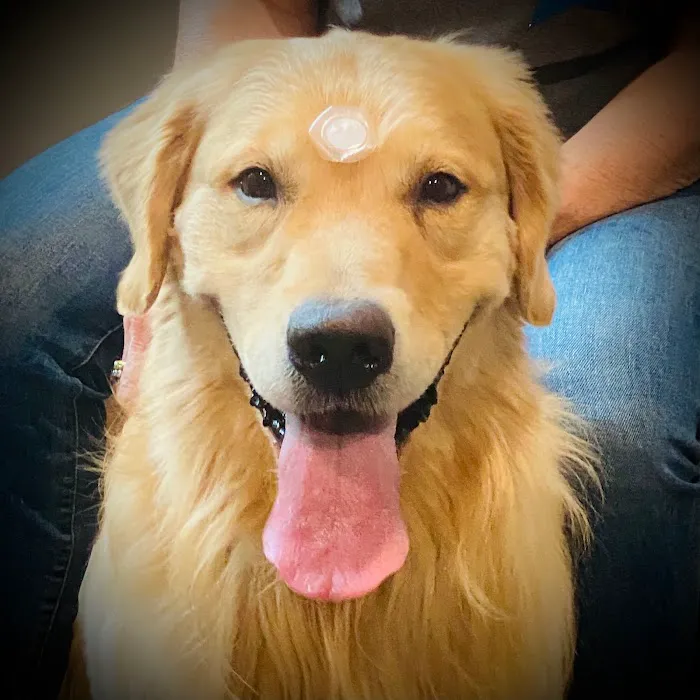 Revitalizing Pet Care Picture 8