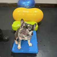 Old Town Holistic Pet Center ico