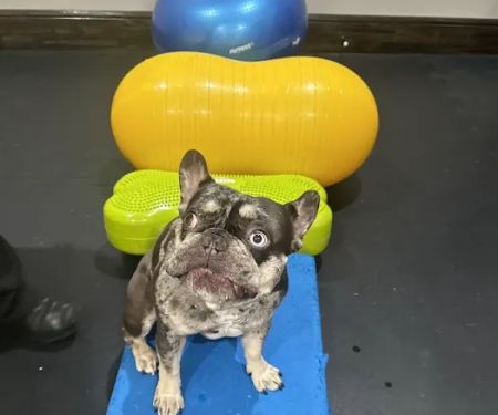 Old Town Holistic Pet Center