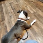 VCA Sandy Lake Animal Hospital