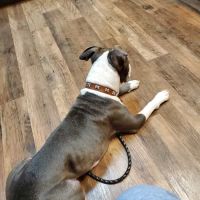 VCA Sandy Lake Animal Hospital ico