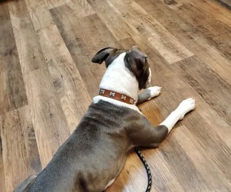 VCA Sandy Lake Animal Hospital