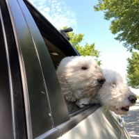 Midway Road Animal Clinic ico