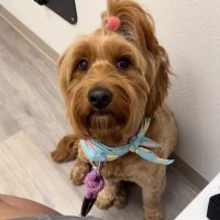 Isla Veterinary Boutique Hospital ico
