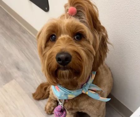 Isla Veterinary Boutique Hospital