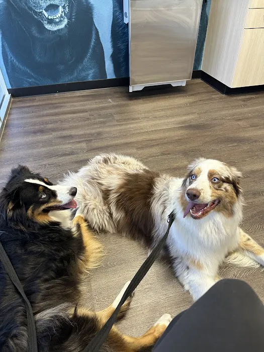 CityVet | Coppell Picture 9