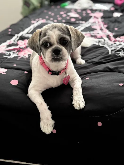 CityVet | Coppell Picture 4