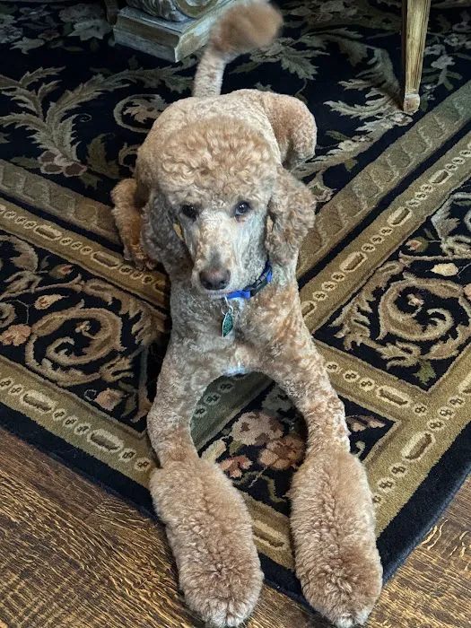 CityVet | Coppell Picture 8