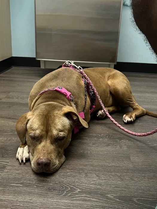 CityVet | Coppell Picture 7