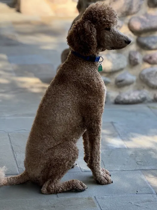 CityVet | Coppell Picture 1