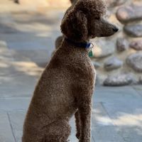 CityVet | Coppell ico