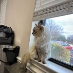 All Care Veterinary Hospital