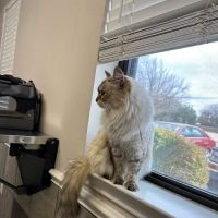 All Care Veterinary Hospital ico
