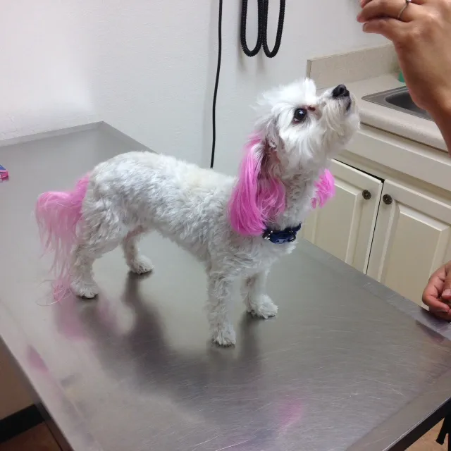 Trinity Pet Hospital Picture 4