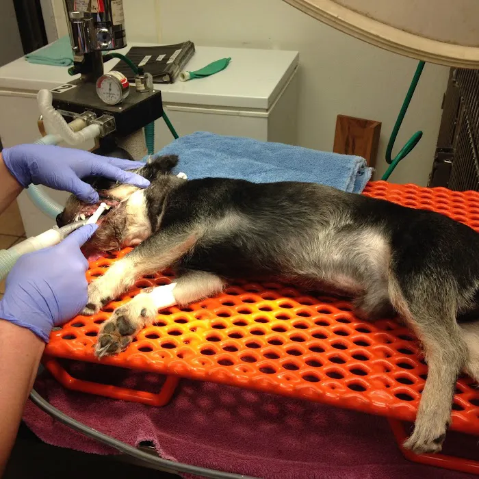 Trinity Pet Hospital Picture 7