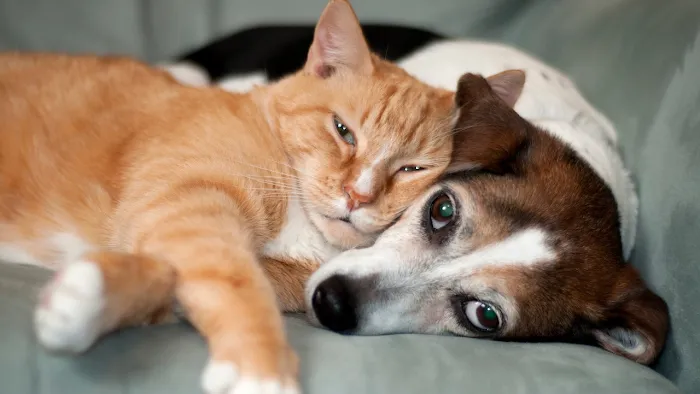 Trinity Pet Hospital Picture 10