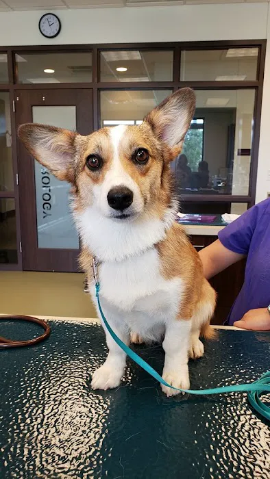 BluePearl Pet Hospital Picture 5