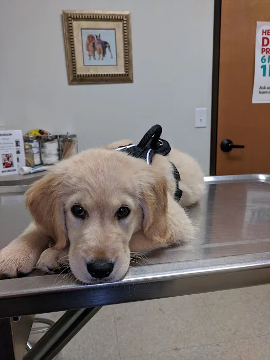 Pet Vet Picture 2