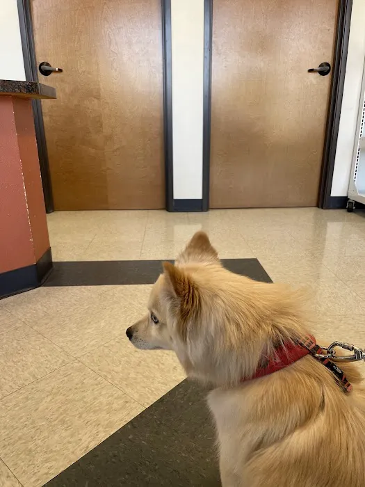 Pet Vet Picture 3