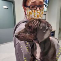 Pet Vet ico