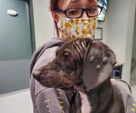 Pet Vet