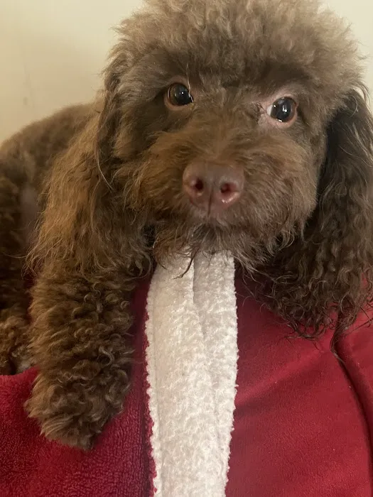 Pet Vet Picture 9