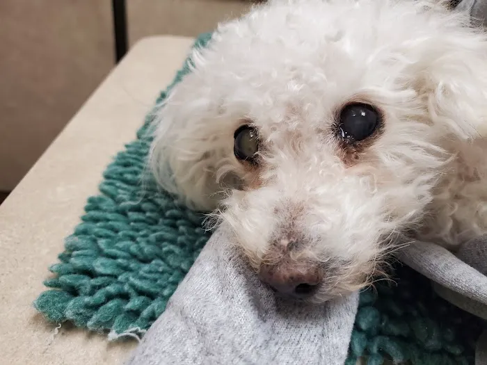 Josey Ranch Pet Hospital Picture 5