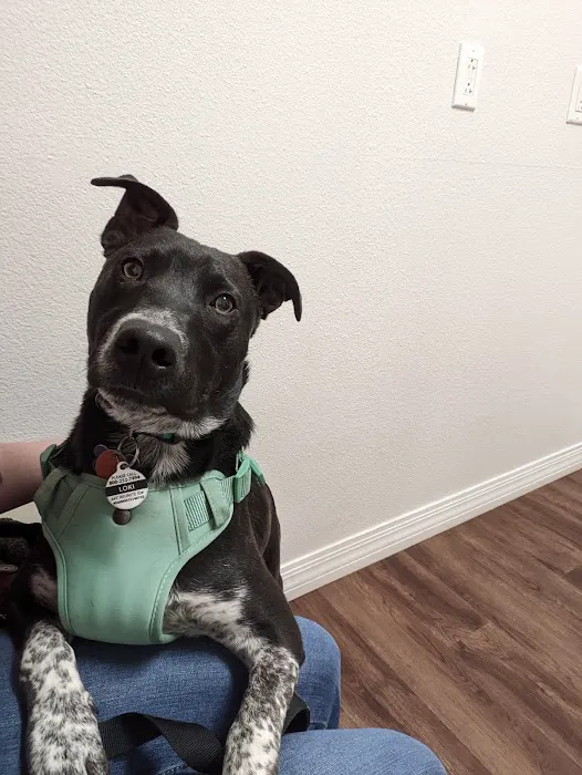 Arrow Animal Hospital Picture 3