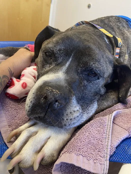 Arrow Animal Hospital Picture 4