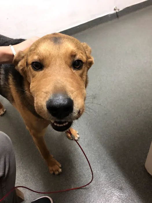 Arrow Animal Hospital Picture 8