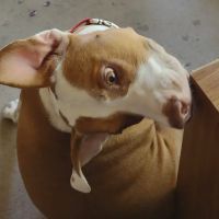 Arrow Animal Hospital ico