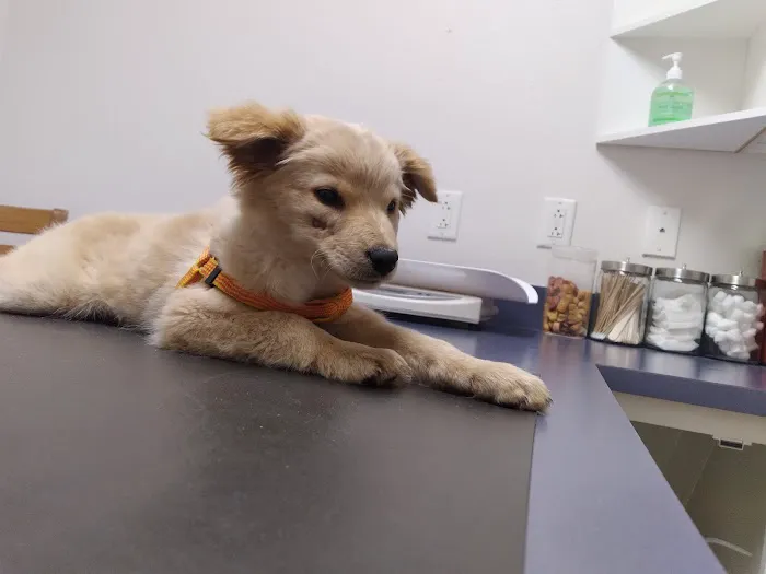Arrow Animal Hospital Picture 6