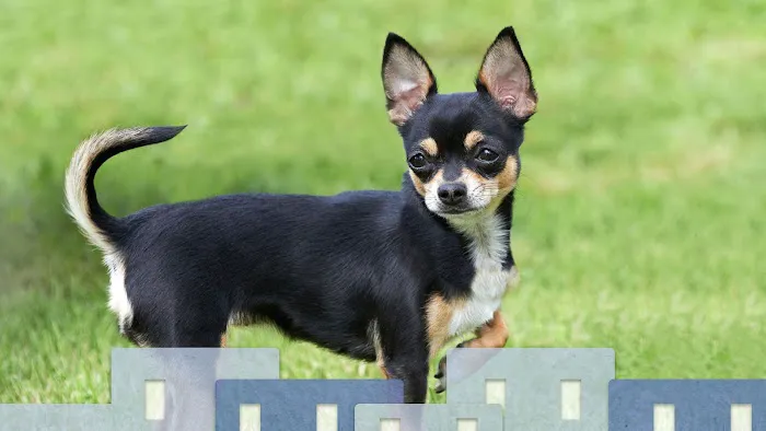 Bosque Animal Clinic Picture 5