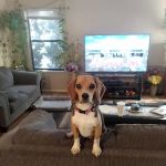Bosque Animal Clinic