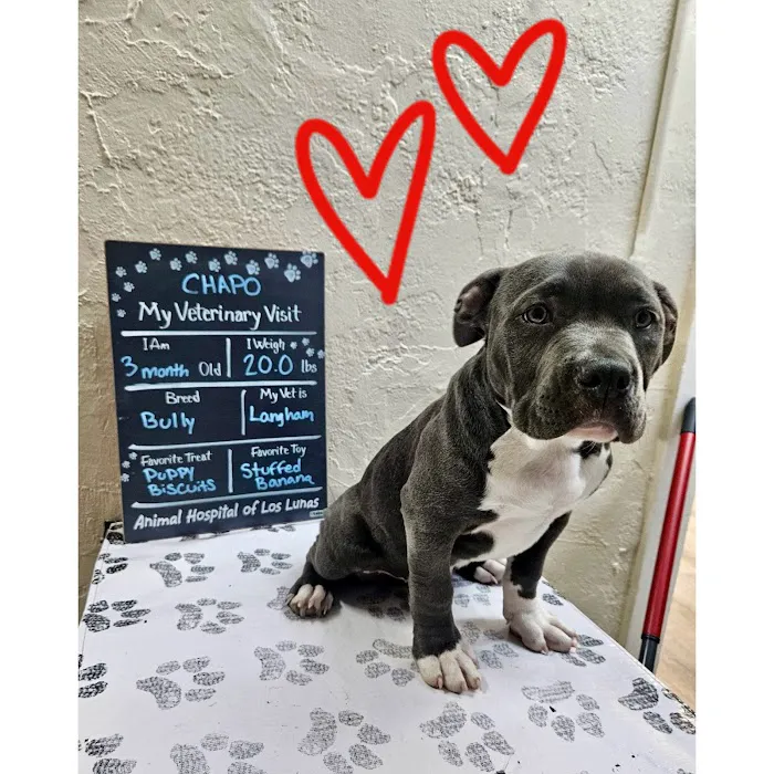 Animal Hospital of Los Lunas Picture 6