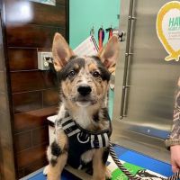 Animal Hospital of Los Lunas ico