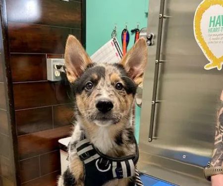 Animal Hospital of Los Lunas