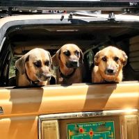 Sun Ranch Pet Hospital: RIKIA PARK DVM ico