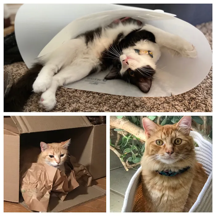 Sun Ranch Pet Hospital: RIKIA PARK DVM Picture 8