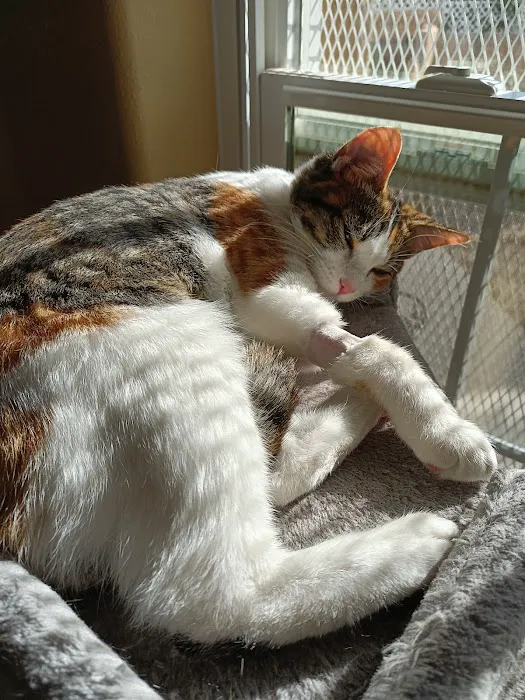 Valencia Animal Clinic Picture 1