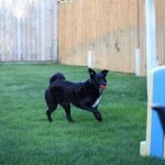 Yucca Veterinary Medical Center, LLC