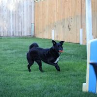 Yucca Veterinary Medical Center, LLC ico