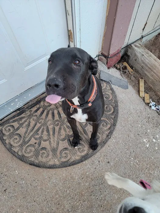 Yucca Veterinary Medical Center, LLC Picture 2