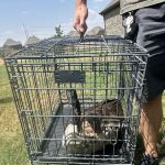 Southlake Animal Hospital