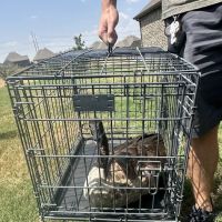Southlake Animal Hospital ico