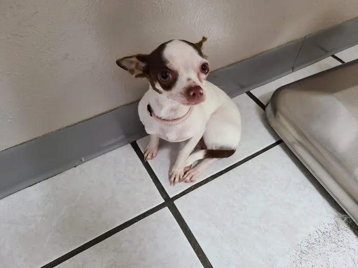 Southlake Animal Hospital Picture 3
