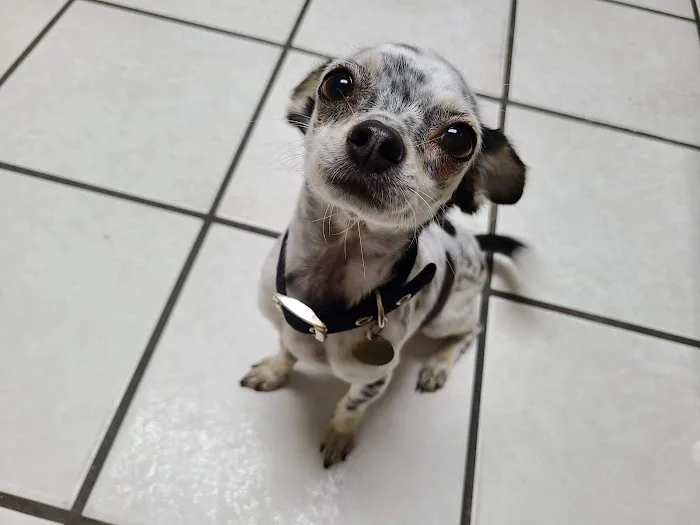 Southlake Animal Hospital Picture 5